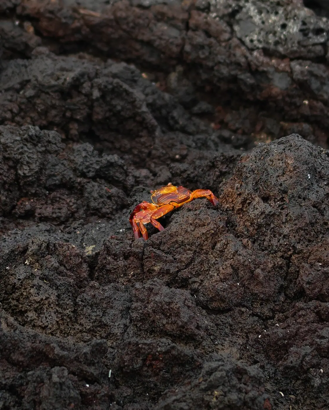 Ecuador photo 4