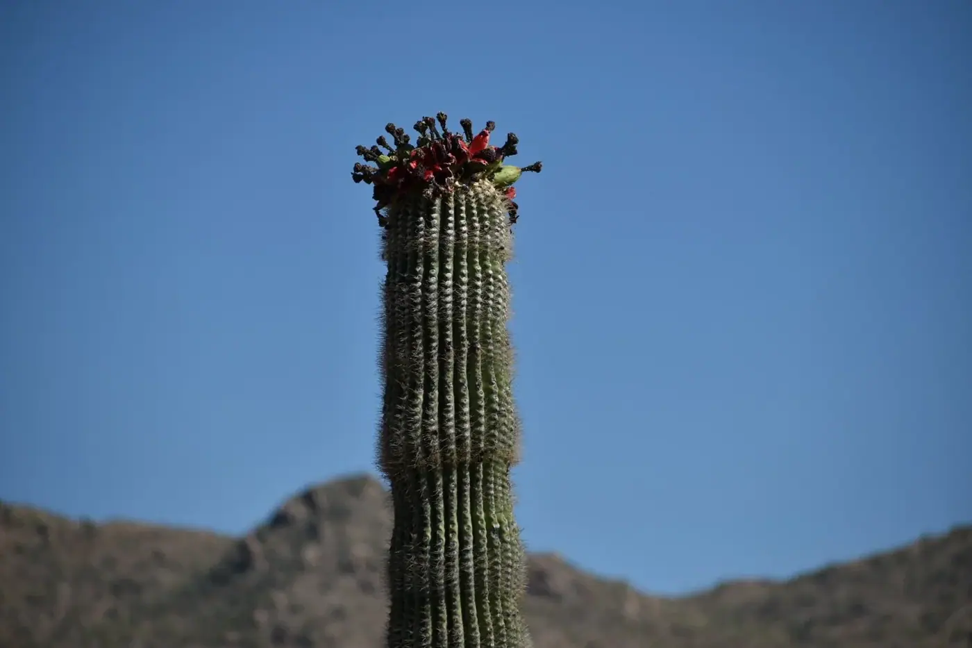 Arizona photo 6