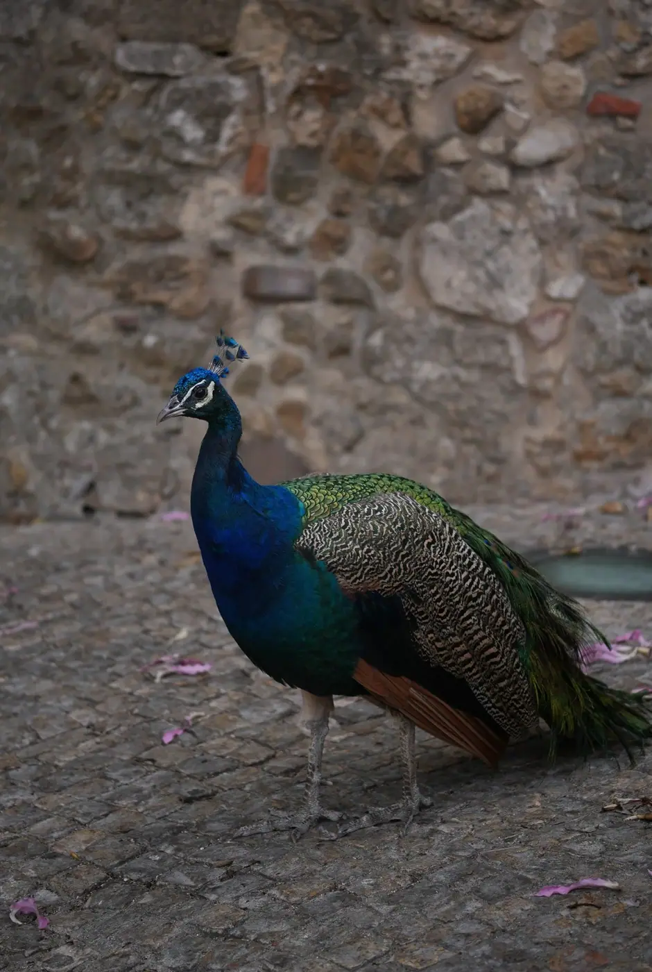 Portugal photo 25