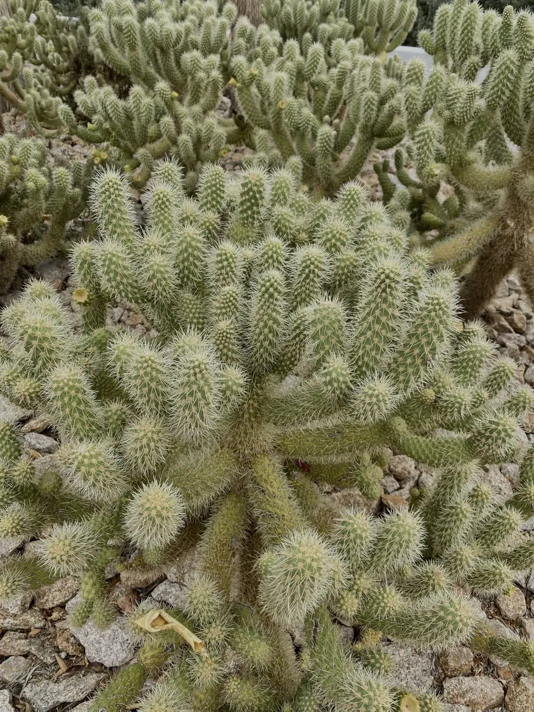 Arizona photo 8