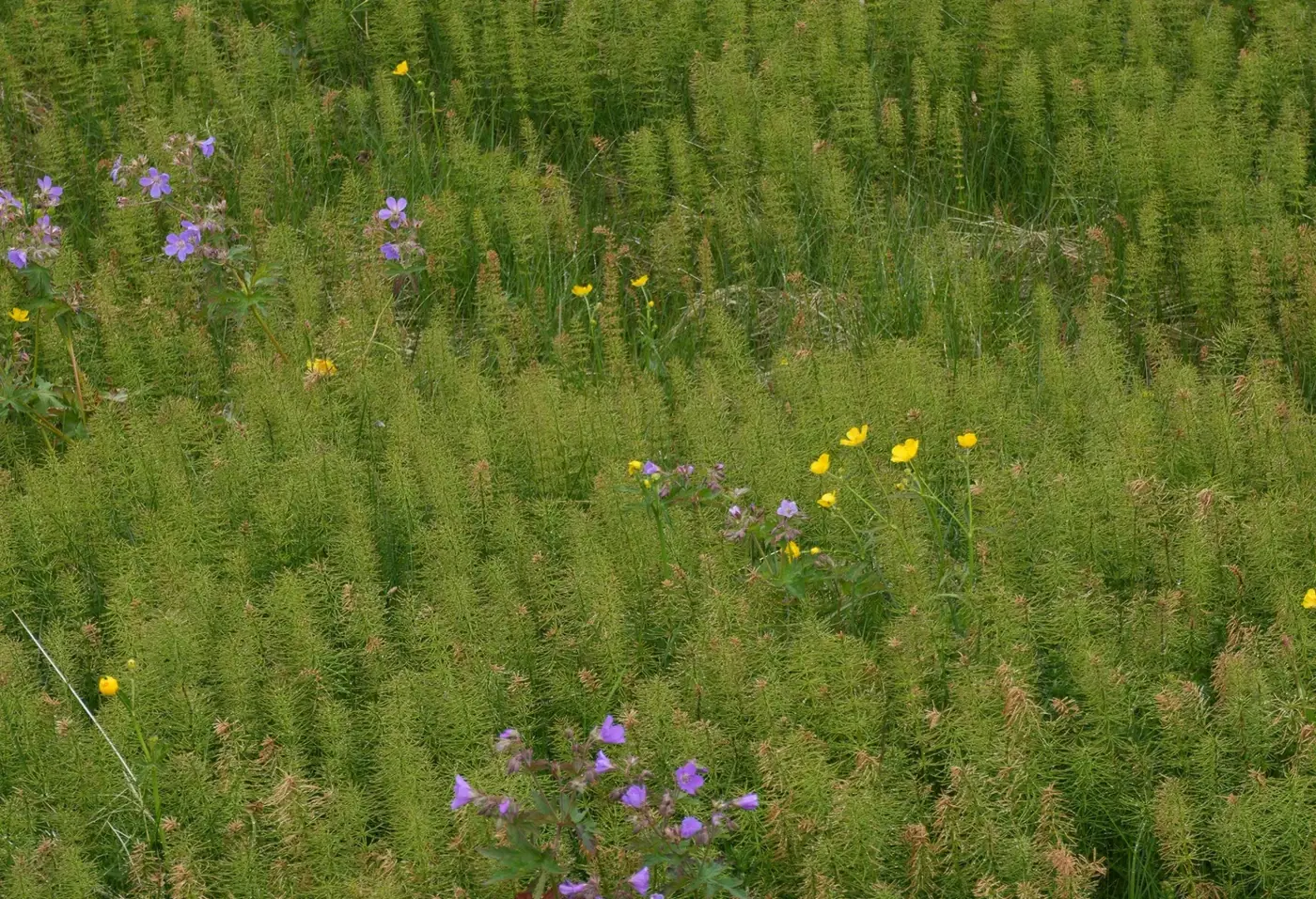 Iceland photo 21