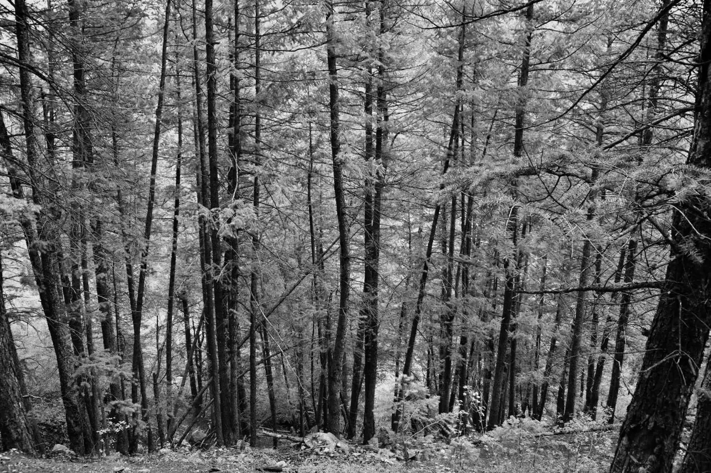 Aspen photo 4