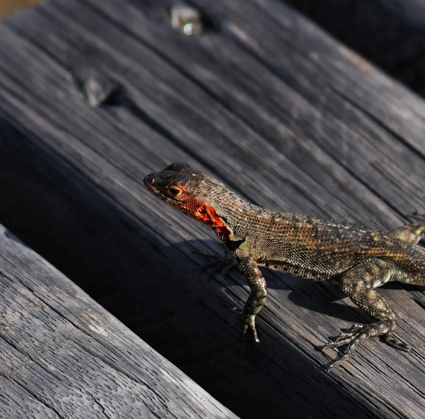 Ecuador photo 7