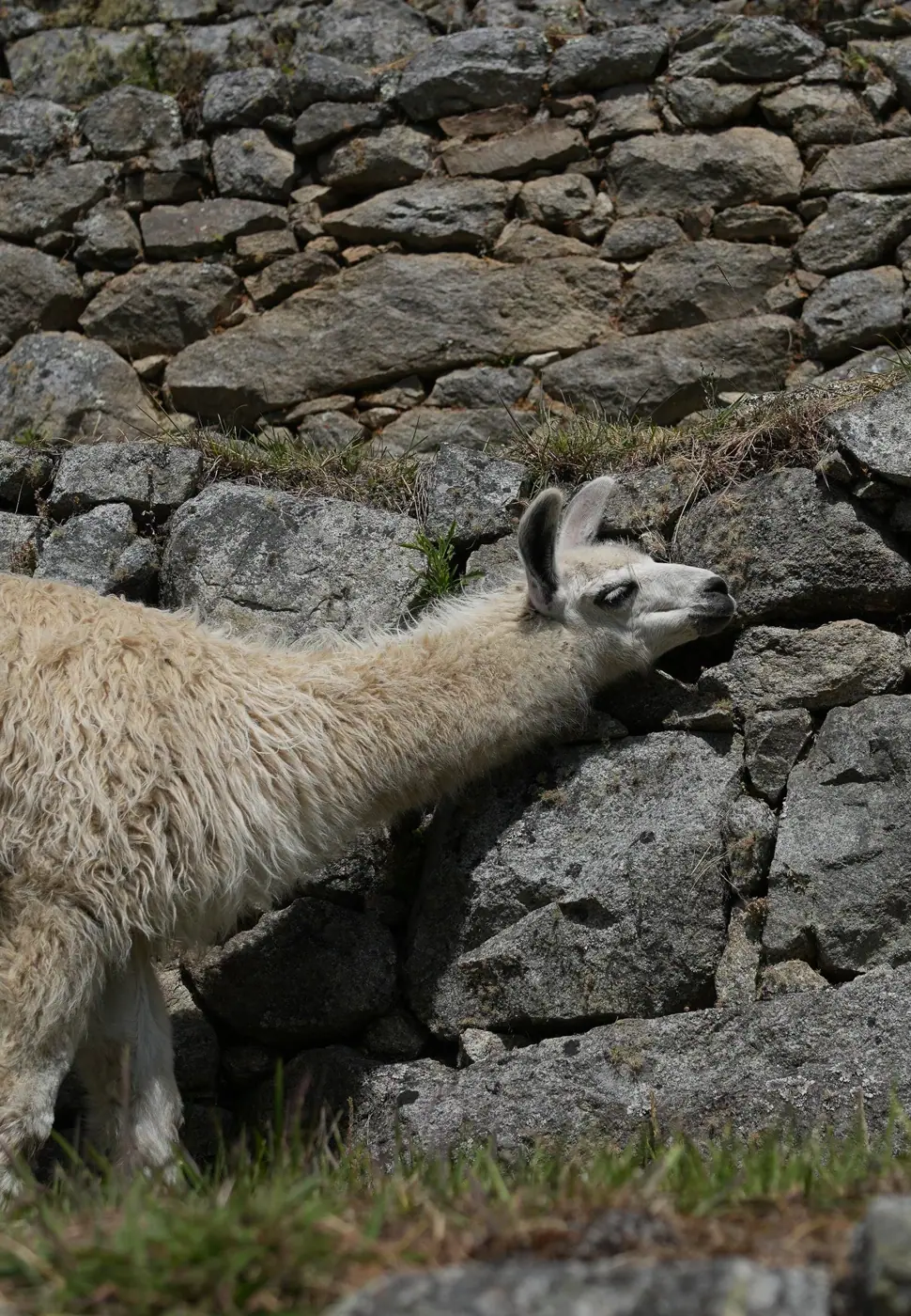 Peru photo 12