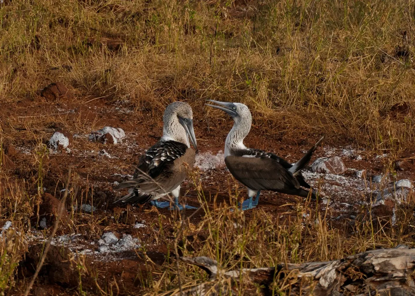 Ecuador photo 1